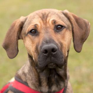 HAPPY CHARLY - lebensfroher Ridgeback-Labrador-Mix - 8 Monate - Tierhilfe-Franke