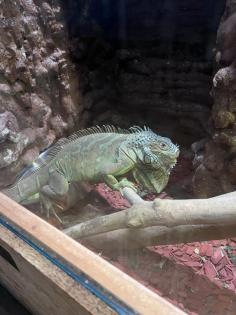 Grüner Leguan abzugeben