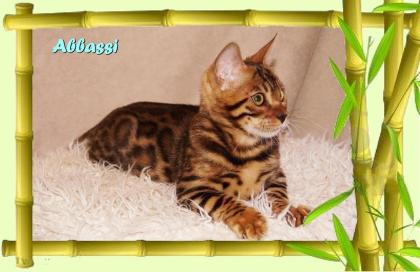 Bengal Kater sehr pfiffig keck und immer fröhlich sucht ein tolles Zuhause