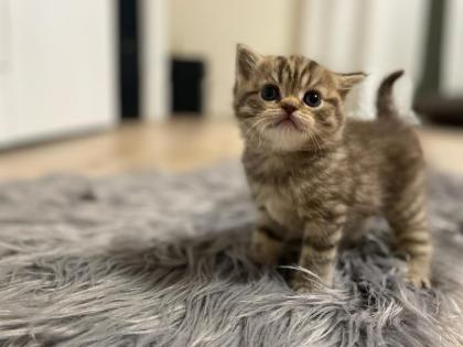 Fünf gesunde süße BKH- Kitten suchen ein neues Zuhause.