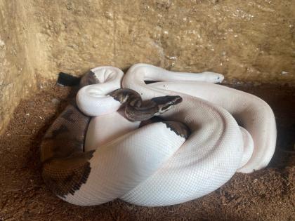 3 x Königspython Python Regius zu verkaufen