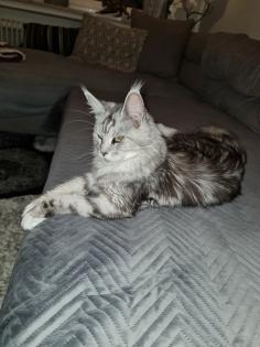 Reinrassige Maine Coon Kitten suchen ihren Dosenöffner