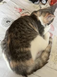 Katze sehr verschmusst