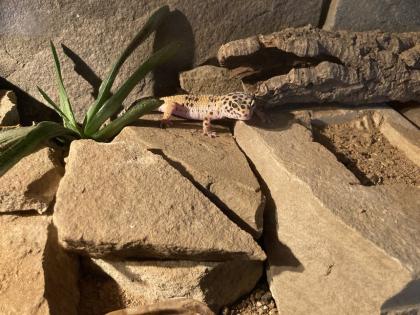 Terrarium mit drei Leopardgeckos abzugeben