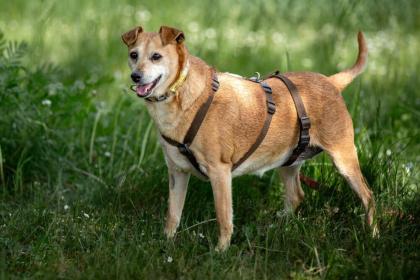 HALLE - Pinscher-Mix - 7 Jahre - Tierhilfe-Franken e. V.