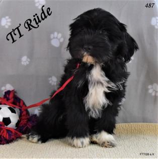 5 Tibet Terrier Welpen suchen sehr guten Platz auf Lebenszeit