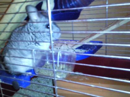 Chinchilla mit großem Käfig und Futter Sand