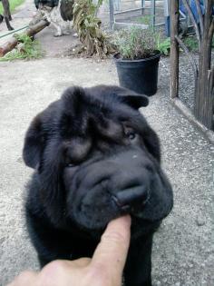Wunderschöner schwarzer Shar Pei Welpe Hündin 10 Wochen