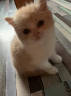 Perserkitte