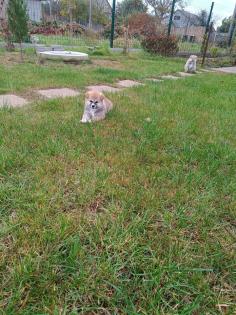 Japanische Akita Inu welpen