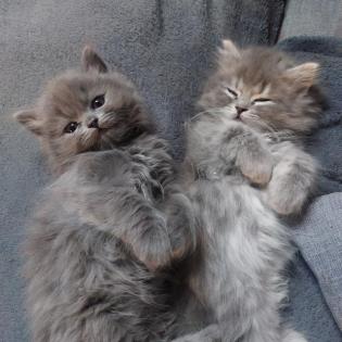 BKH / BLH - Kitten Kätzchen Katzenbabies Babys