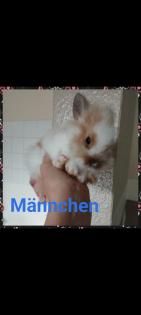 Reinrassige löwenkopfkaninchen Babys