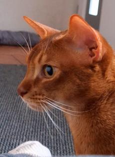 Charmanter reinrassiger 12 Monate alter Abessinier Kater mit Papiere