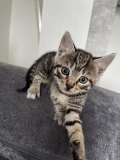 Babykatzen/Katzenbabys/Kitten
