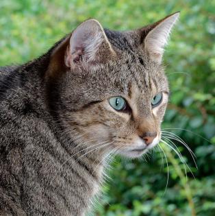 Baccarddi - sucht dringend ein Zuhause aus dem Tierschutz / gechipt geimpft kastriert