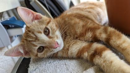 EKH Kitten 4 Monate