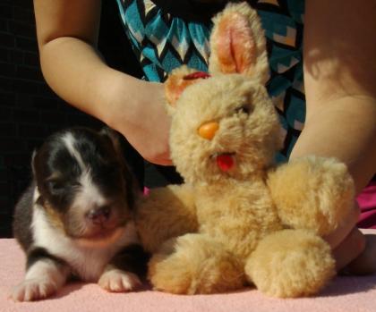 Bi-black Sheltiewelpe Rüde zu verk.