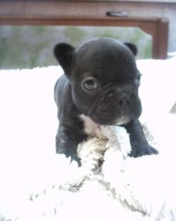FRANZÖSISCH BULLDOG MÄDCHEN 9WOCHEN ALT IN LIEBEVOLLE HÄNDE ALS LEZTE AUS DEM A