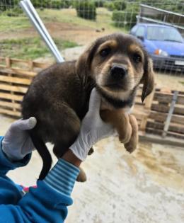 Flocke sucht ein passendes Zuhause