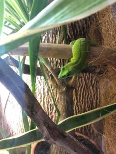 Phelsuma Grandis Großer Madagaskar Taggecko