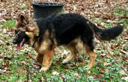 Altdeutscher Schäferhund Junghund Rüde