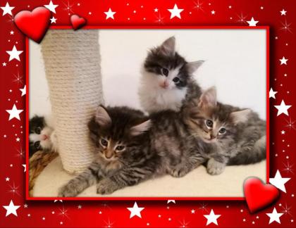 Norwegische Waldkatzen Kitten Amiee Black/ Tabby mit FIFe Stammbaum Impfunge