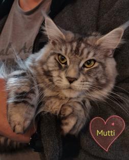 Main-Coon Kitten reinrassig