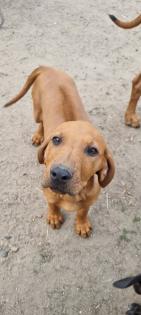 4 Rhodesian Ridgeback x Magyar Vizsla Welpen