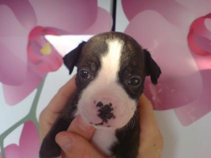 Boxermix Welpen kraftig viele Farben.