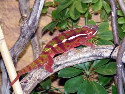 Verkaufe Pantherchamäleons 1. 0 Tamatave 1. 0 Ambanja Blue Diamond