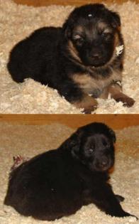 Altdeutsche Schäferhundwelpen schwarz und schwarz-gelb