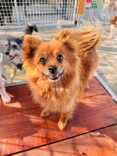 Calanthe - Pomeranian -Mischling - lieb verträglich