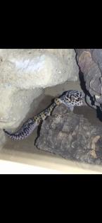 Leopardgecko Weibchen Blood x Bold Bandit