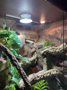 Terrarium und Varanus prasinus männchen
