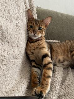Süße Toyger Kätzchen mit Stammbaum