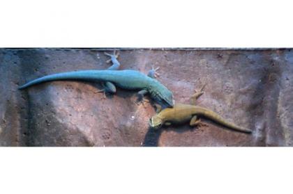 1 1 Pärchen Lygodactylus Williamsi