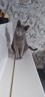 Russisch Blau Kitten