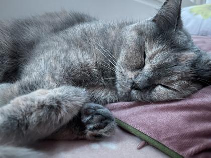 BKH Deckkater kein Verkauf