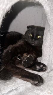 Wunderschöne Katzenbrüder abzugeben BKH Mix