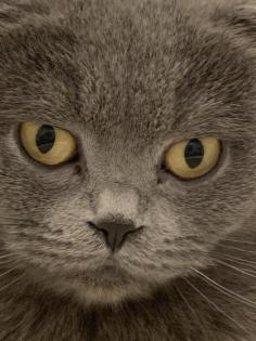 Scottish Fold 4 Jahre alt