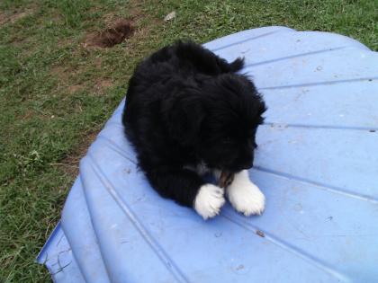 8 süße Hundewelpen