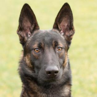 MAXIMO - zurückhaltender freundlicher Schäfer-mix - 1 Jahr - Tierhilfe-Franken