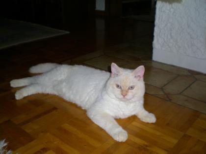 Deckkater Reinrassiger wunderschöner Selkirk-rex Kater mit Papieren hat noch T