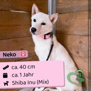 Neko - lieb schüchtern
