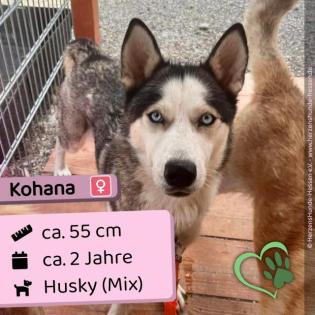 Kohana - neugierig lieb