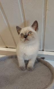 BKH-Kitten point und blau