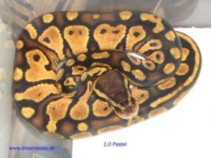 Boa con. Morelia Spilota Pyrhon regius