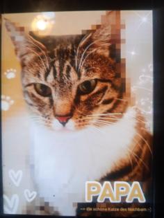 2 kleine amerikanische Shorthair Mix Katzen 16Wo weibl.