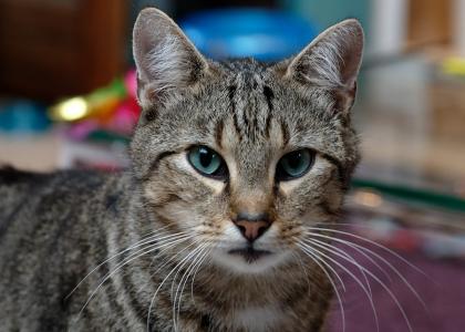 Baccarddi - sucht dringend ein Zuhause aus dem Tierschutz / gechipt geimpft kastriert