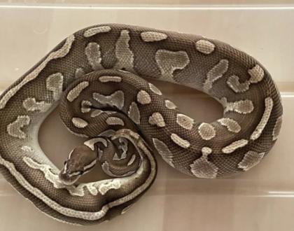 Königsphyton Butter Pastel het. Pied